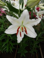 [4359 Mission DJ No102.JPG]